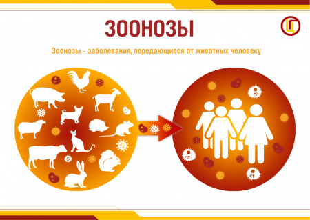Что такое зоонозные инфекции