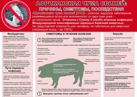 АФРИКАНСКАЯ ЧУМА СВИНЕЙ