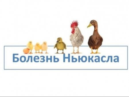 БОЛЕЗНЬ НЬЮКАСЛА