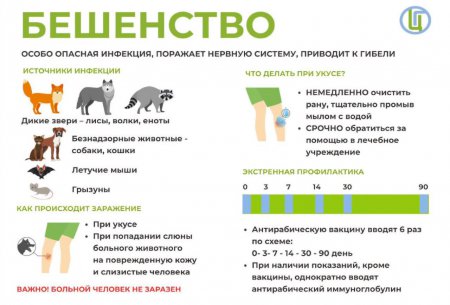 Как защититься от бешенства